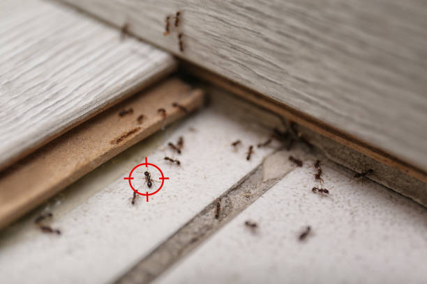Best Wasp Removal Services  in Bishopville, SC