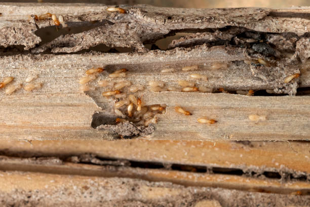 Best Residential Pest Control  in Bishopville, SC